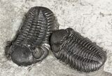 Three Eldredgeops (Phacops) Trilobites - New York #55004-3
